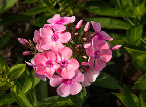 Plamenka latnatá 'Sweet Summer Compact Rose White' - Phlox paniculata 'Sweet Summer Compact Rose White'