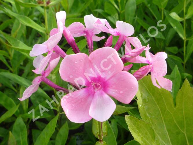 Plamenka latnatá 'Sweet Summer Compact Rose White' - Phlox paniculata 'Sweet Summer Compact Rose White'