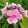 Plamenka latnatá 'Sweet Summer Compact Rose White' - Phlox paniculata 'Sweet Summer Compact Rose White'