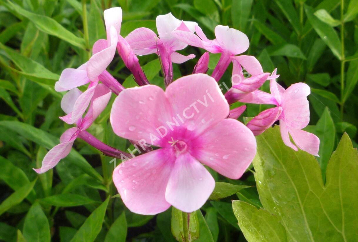 Plamenka latnatá 'Sweet Summer Compact Rose White' - Phlox paniculata 'Sweet Summer Compact Rose White'