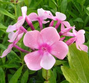 Plamenka latnatá 'Sweet Summer Compact Rose White' - Phlox paniculata 'Sweet Summer Compact Rose White'