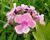 Plamenka latnatá 'Sweet Summer Compact Rose White'