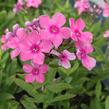 Plamenka latnatá 'Sweet Summer Compact Rose White' - Phlox paniculata 'Sweet Summer Compact Rose White'