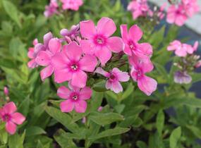 Plamenka latnatá 'Sweet Summer Compact Rose White' - Phlox paniculata 'Sweet Summer Compact Rose White'