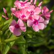 Plamenka latnatá 'Sweet Summer Compact Rose White' - Phlox paniculata 'Sweet Summer Compact Rose White'