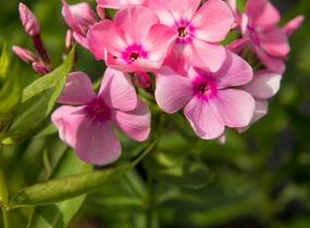 Plamenka latnatá 'Sweet Summer Compact Rose White' - Phlox paniculata 'Sweet Summer Compact Rose White'