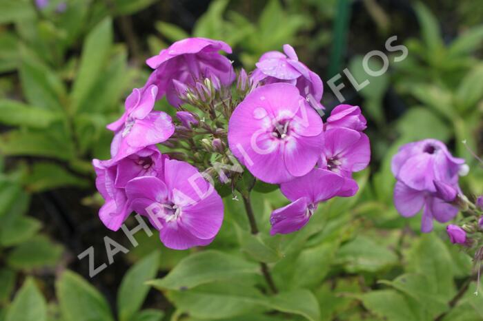 Plamenka latnatá 'Peacock Lavander Bicolor' - Phlox paniculata 'Peacock Lavander Bicolor'