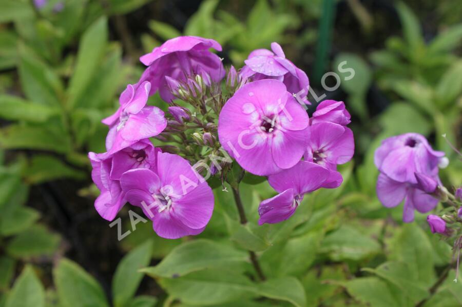 Plamenka latnatá 'Peacock Lavander Bicolor' - Phlox paniculata 'Peacock Lavander Bicolor'