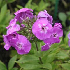 Plamenka latnatá 'Peacock Lavander Bicolor' - Phlox paniculata 'Peacock Lavander Bicolor'