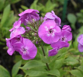 Plamenka latnatá 'Peacock Lavander Bicolor' - Phlox paniculata 'Peacock Lavander Bicolor'