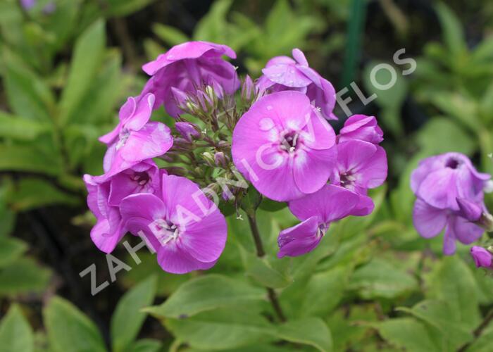 Plamenka latnatá 'Peacock Lavander Bicolor' - Phlox paniculata 'Peacock Lavander Bicolor'