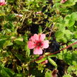 Mochna nepálská 'Shogran' - Potentilla nepalensis 'Shogran'