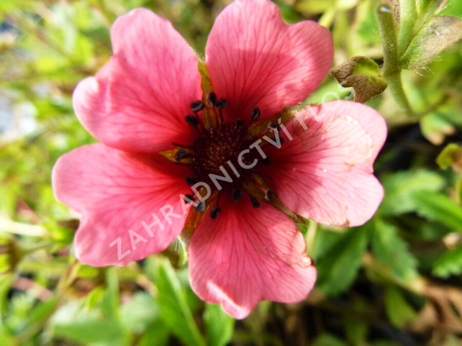 Mochna nepálská 'Shogran' - Potentilla nepalensis 'Shogran'