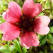 Mochna nepálská 'Shogran' - Potentilla nepalensis 'Shogran'