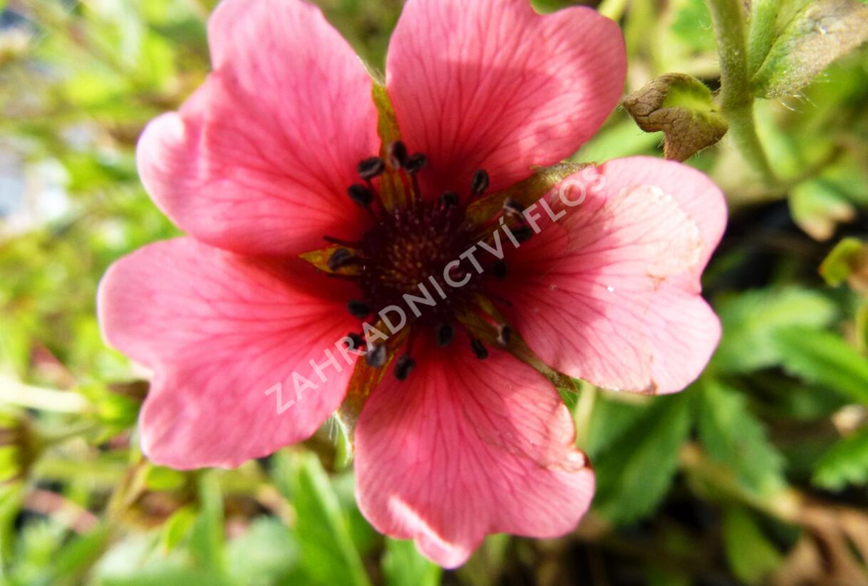 Mochna nepálská 'Shogran' - Potentilla nepalensis 'Shogran'