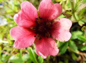 Mochna nepálská 'Shogran' - Potentilla nepalensis 'Shogran'