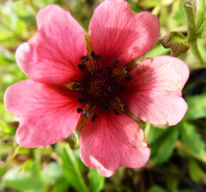 Mochna nepálská 'Shogran' - Potentilla nepalensis 'Shogran'