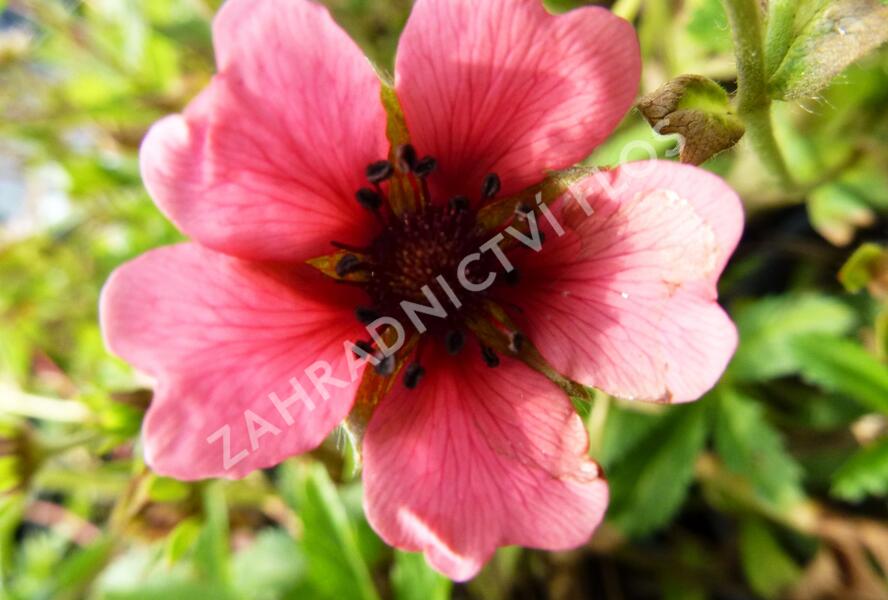 Mochna nepálská 'Shogran' - Potentilla nepalensis 'Shogran'