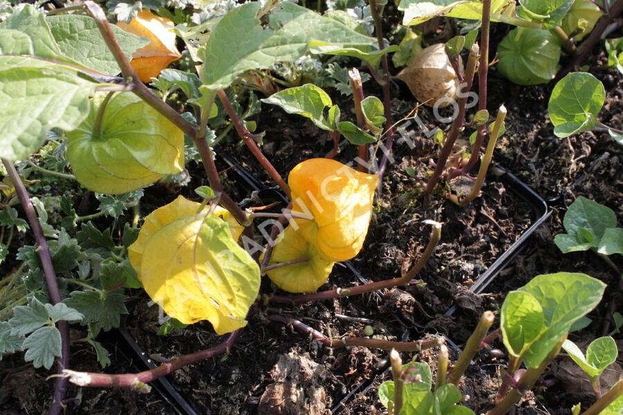 Mochyně 'Zwerg' - Physalis alkekengi 'Zwerg'