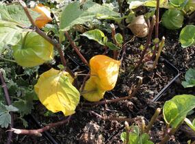 Mochyně židovská 'Zwerg' - Physalis alkekengi 'Zwerg'