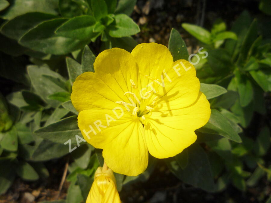 Pupalka 'Michelle Ploeger' - Oenothera fruticosa 'Michelle Ploeger'