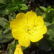 Pupalka 'Michelle Ploeger' - Oenothera fruticosa 'Michelle Ploeger'