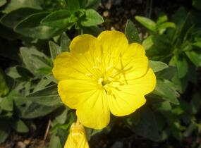 Pupalka 'Michelle Ploeger' - Oenothera fruticosa 'Michelle Ploeger'