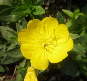 Pupalka 'Michelle Ploeger' - Oenothera fruticosa 'Michelle Ploeger'