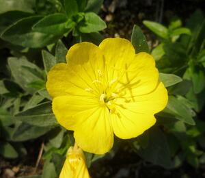 Pupalka 'Michelle Ploeger' - Oenothera fruticosa 'Michelle Ploeger'