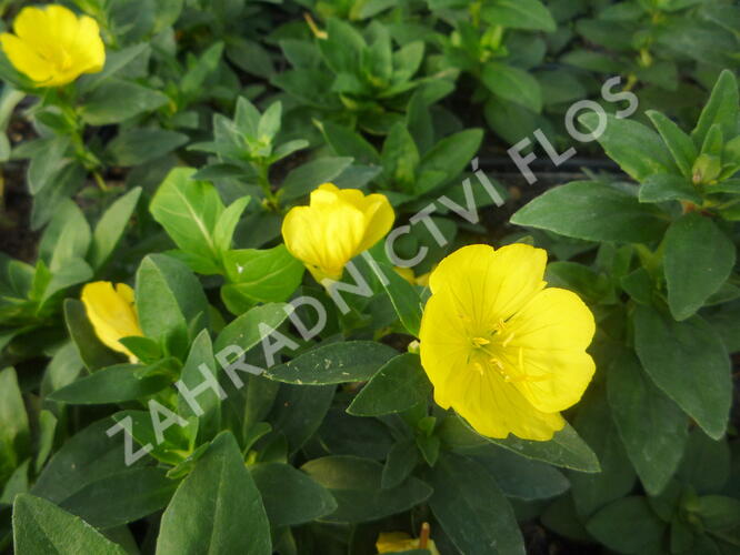 Pupalka 'Michelle Ploeger' - Oenothera fruticosa 'Michelle Ploeger'