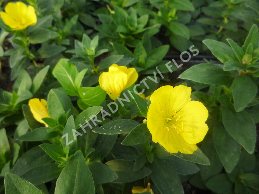 Pupalka 'Michelle Ploeger' - Oenothera fruticosa 'Michelle Ploeger'