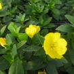 Pupalka 'Michelle Ploeger' - Oenothera fruticosa 'Michelle Ploeger'