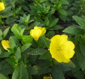 Pupalka 'Michelle Ploeger' - Oenothera fruticosa 'Michelle Ploeger'