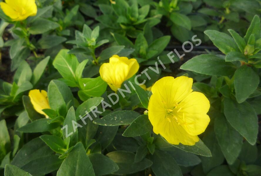 Pupalka 'Michelle Ploeger' - Oenothera fruticosa 'Michelle Ploeger'