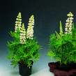 Lupina mnoholistá 'Camelot White' - Lupinus polyphyllus 'Camelot White'