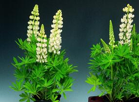 Lupina mnoholistá 'Camelot White' - Lupinus polyphyllus 'Camelot White'