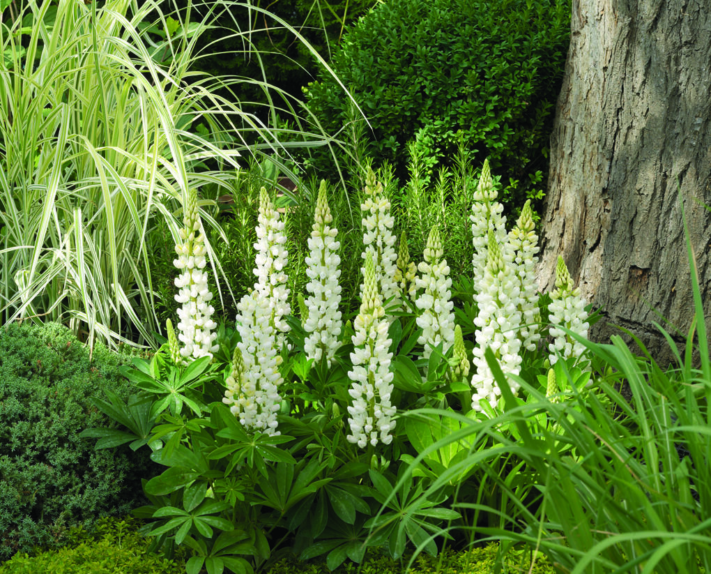 Lupina mnoholistá 'Camelot White' - Lupinus polyphyllus 'Camelot White'