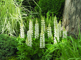 Lupina mnoholistá 'Camelot White' - Lupinus polyphyllus 'Camelot White'
