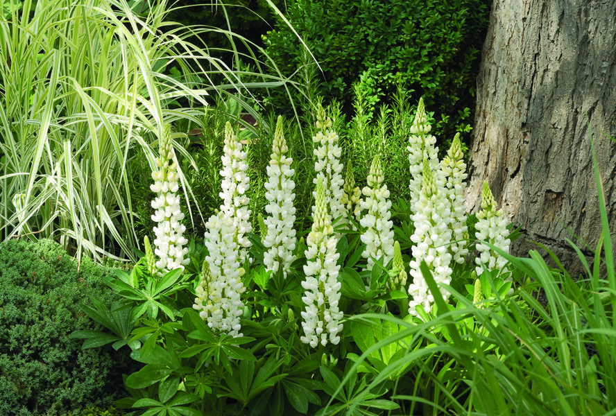 Lupina mnoholistá 'Camelot White' - Lupinus polyphyllus 'Camelot White'