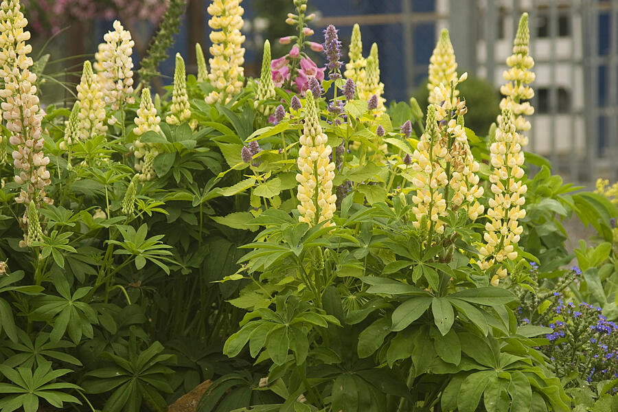 Lupina mnoholistá 'Camelot Yellow' - Lupinus polyphyllus 'Camelot Yellow'