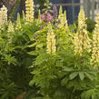 Lupina mnoholistá 'Camelot Yellow' - Lupinus polyphyllus 'Camelot Yellow'