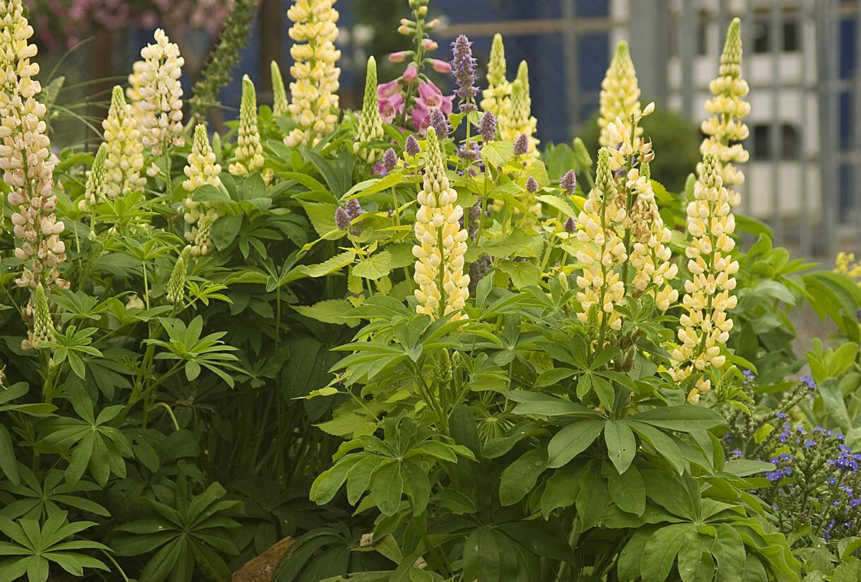 Lupina mnoholistá 'Camelot Yellow' - Lupinus polyphyllus 'Camelot Yellow'