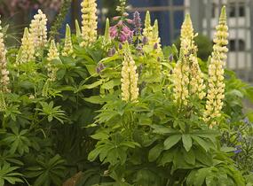 Lupina mnoholistá 'Camelot Yellow' - Lupinus polyphyllus 'Camelot Yellow'