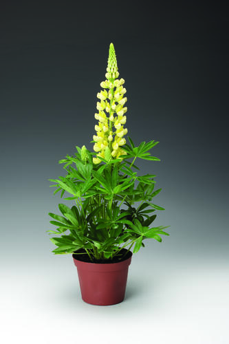 Lupina mnoholistá 'Camelot Yellow' - Lupinus polyphyllus 'Camelot Yellow'