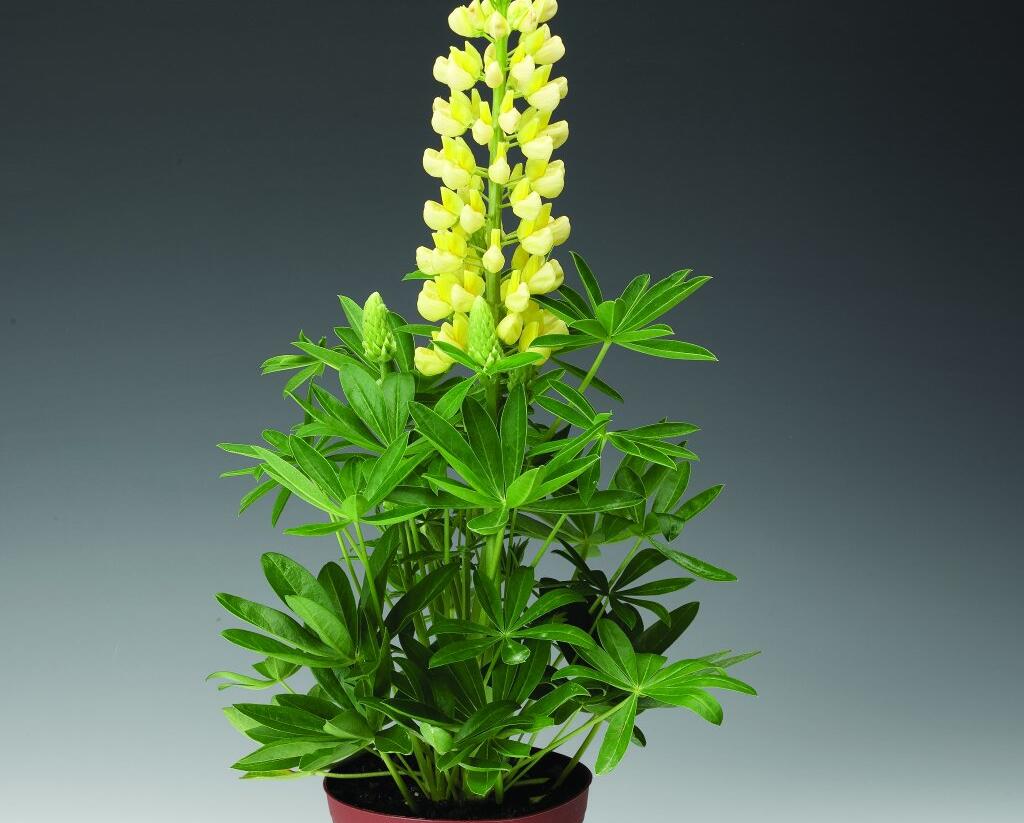 Lupina mnoholistá 'Camelot Yellow' - Lupinus polyphyllus 'Camelot Yellow'