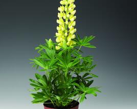 Lupina mnoholistá 'Camelot Yellow'