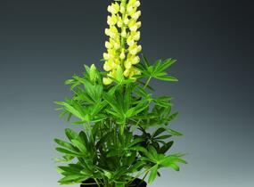 Lupina mnoholistá 'Camelot Yellow' - Lupinus polyphyllus 'Camelot Yellow'