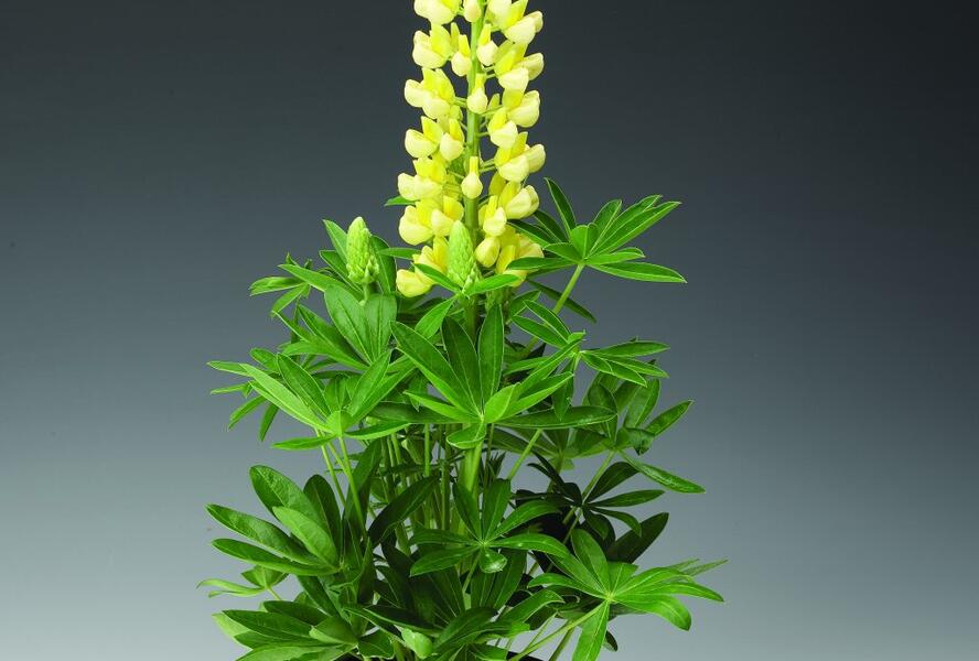 Lupina mnoholistá 'Camelot Yellow' - Lupinus polyphyllus 'Camelot Yellow'