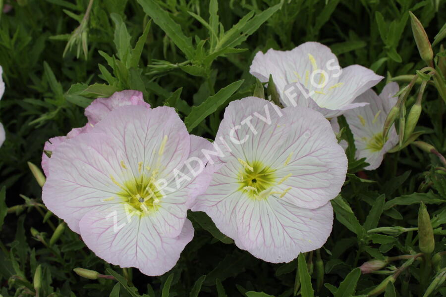 Pupalka 'Siskiyou Pink' - Oenothera speciosa 'Siskiyou Pink'