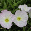 Pupalka 'Siskiyou Pink' - Oenothera speciosa 'Siskiyou Pink'